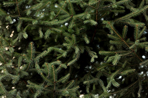 Free photo pine tree with snow