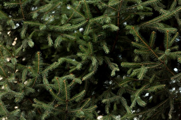 Pine tree with snow