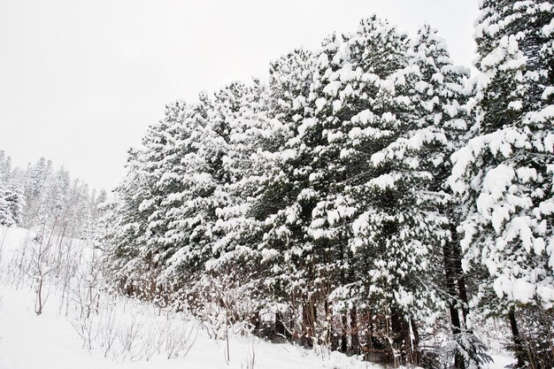 눈으로 덮인 소나무 아름다운 겨울 풍경 서리 자연