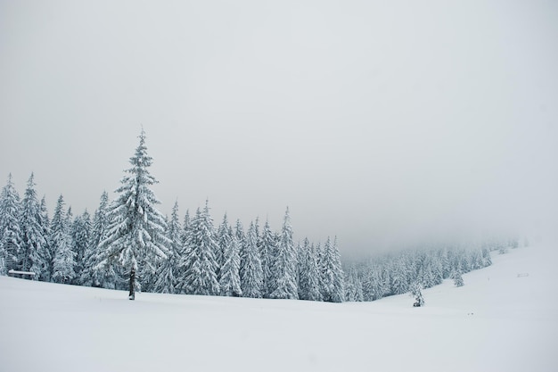 산 Chomiak에 눈으로 덮인 소나무 Carpathian 산 우크라이나의 아름다운 겨울 풍경 서리 자연