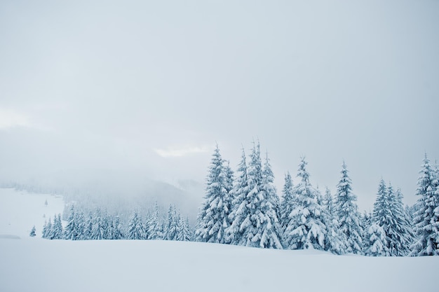 Pine trees covered by snow on mountain Chomiak Beautiful winter landscapes of Carpathian mountains Ukraine Majestic frost nature