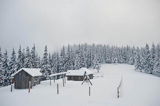 Pine trees covered by snow with wooden house on mountain Chomiak Beautiful winter landscapes of Carpathian mountains Ukraine Frost nature