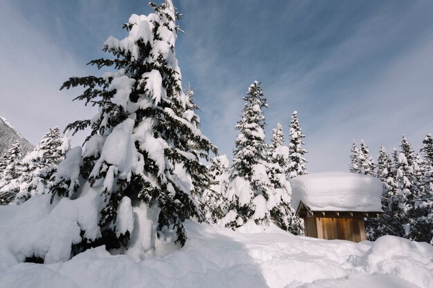 Pine trees covered with snow