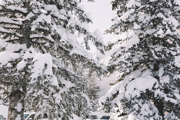 Бесплатное фото Сосновые деревья, покрытые снегом