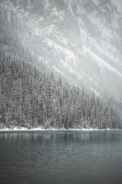 Pine trees covered with snow