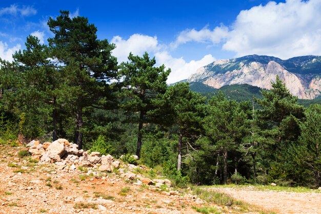  pine trees at mountains  