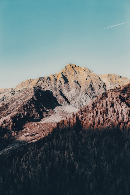 Pine Trees And Mountains