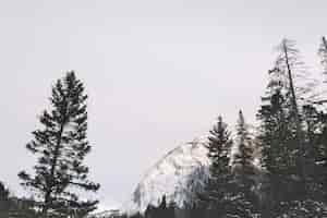 Free photo pine trees in mountains