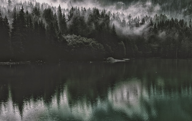 Foto gratuita pini vicino a specchio d'acqua