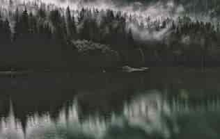 Free photo pine trees near body of water