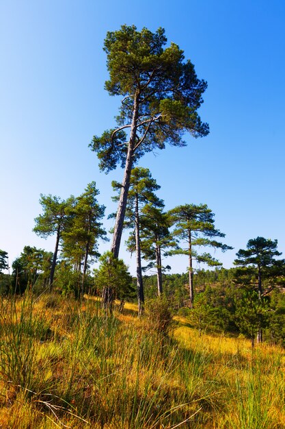 Pine trees