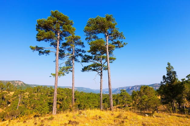 Pine trees