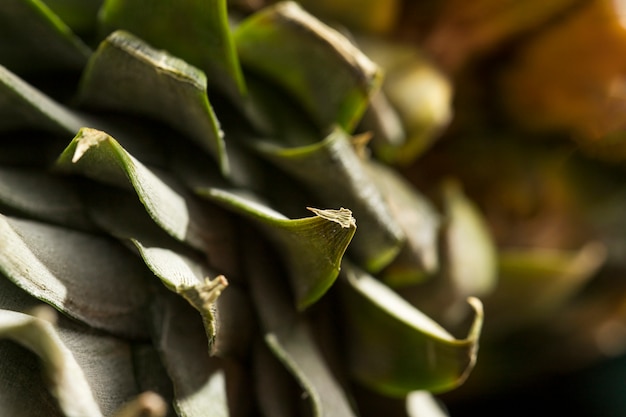 Primo piano della buccia verde dell'ananas