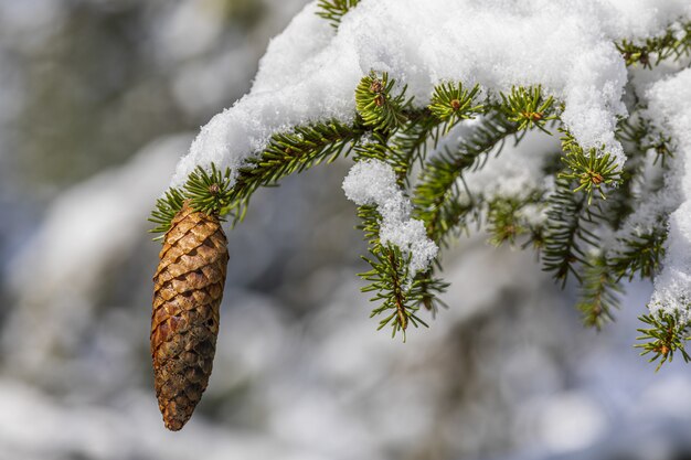 Pinecone hanging from snow-covered branch