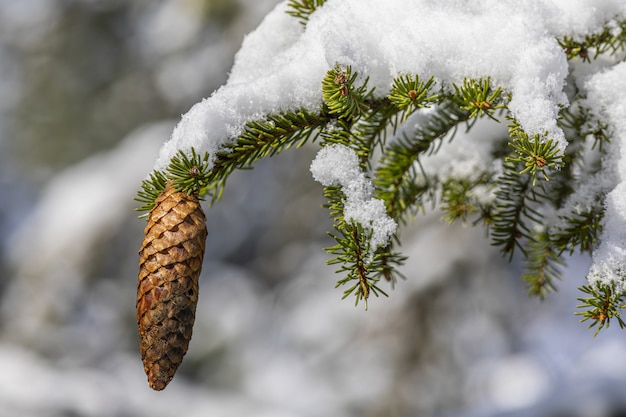 Pinecone hanging from snow-covered branch