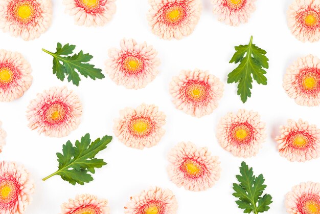 Ping gerbera flowers backdrop with green leaves