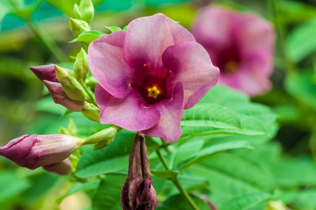 숲의 한가운데에서 자라는 핑크색 Alcea 꽃 식물