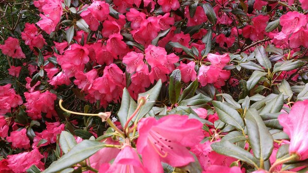 Pink azalea flowers blooming in the garden