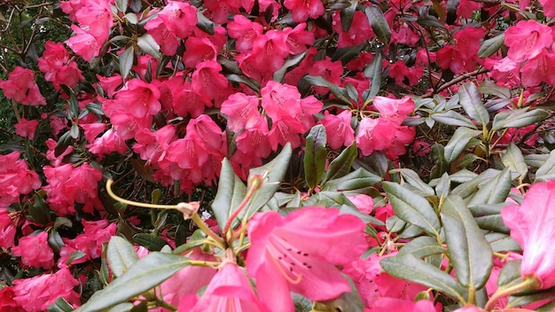 庭に咲くピンクのツツジの花