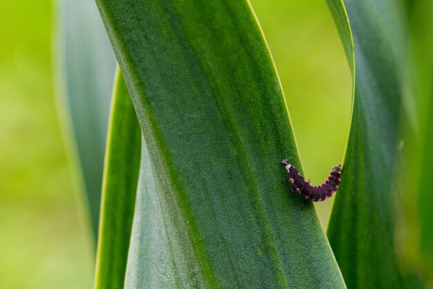 マルタの田園地帯で植物の葉を登るのに苦労しているピンクと黒のツチボタルの幼虫