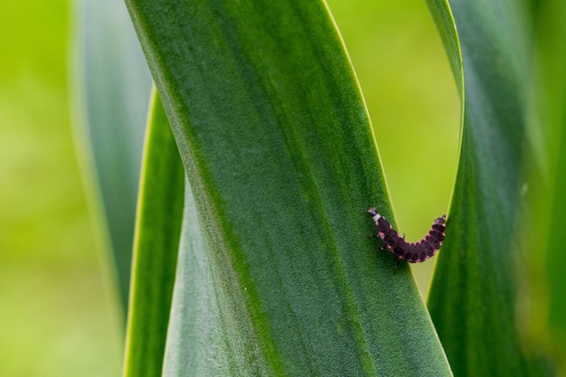 Pink and black Glow Worm larva struggling to go up the leaf of a plant in the Maltese countryside