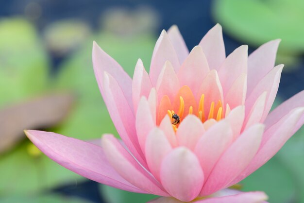 Pink blossom lotus flower