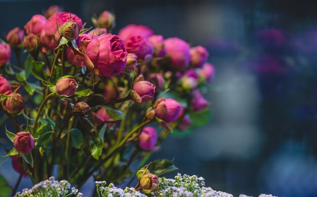 Pink blossom peony flowers exposed for sale in a flower store