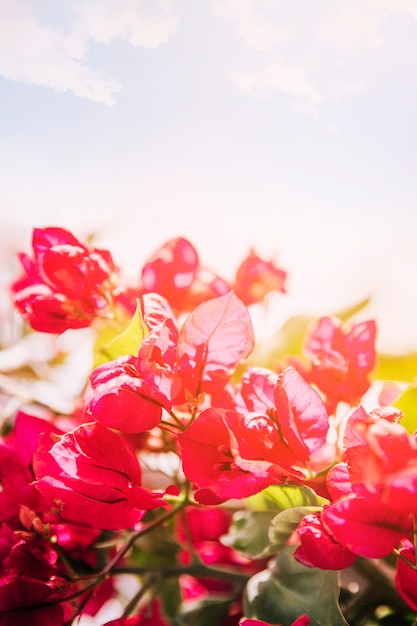 Pink bougainvillea flowers against the blue sky in sunlight