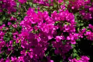 Foto gratuita bougainvillea rosa fiore reale