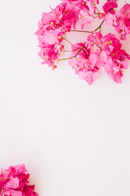 Pink bright flowers on white