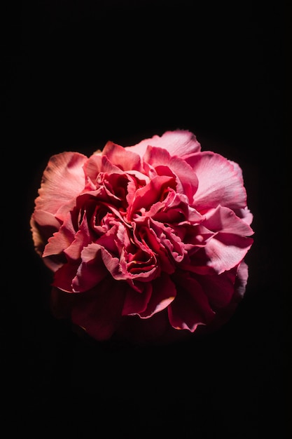 Free photo pink carnation on black