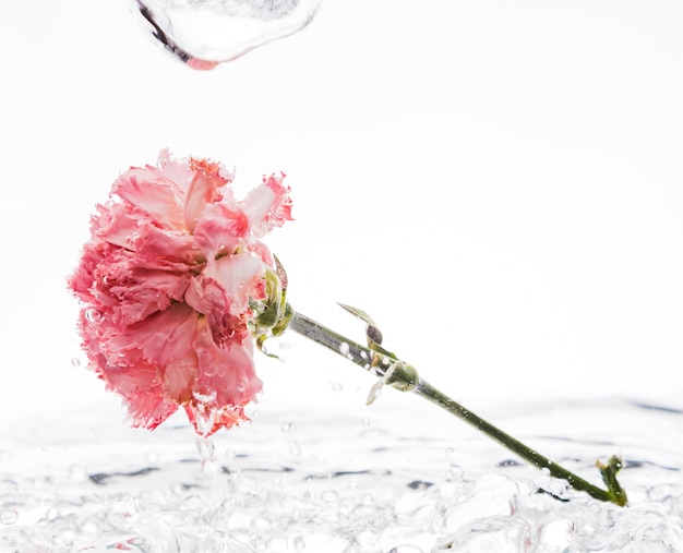 Pink carnation falling into water