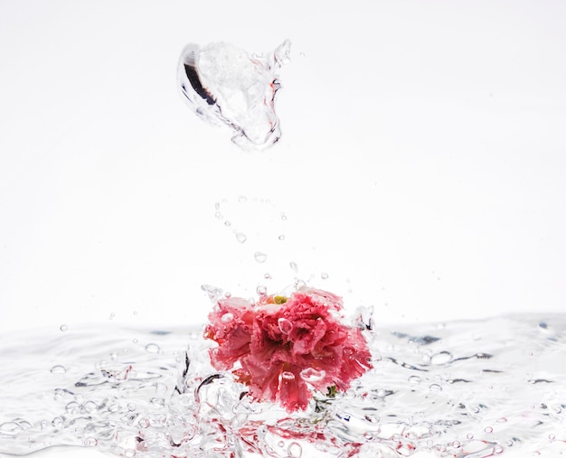 Free photo pink carnation falling into water