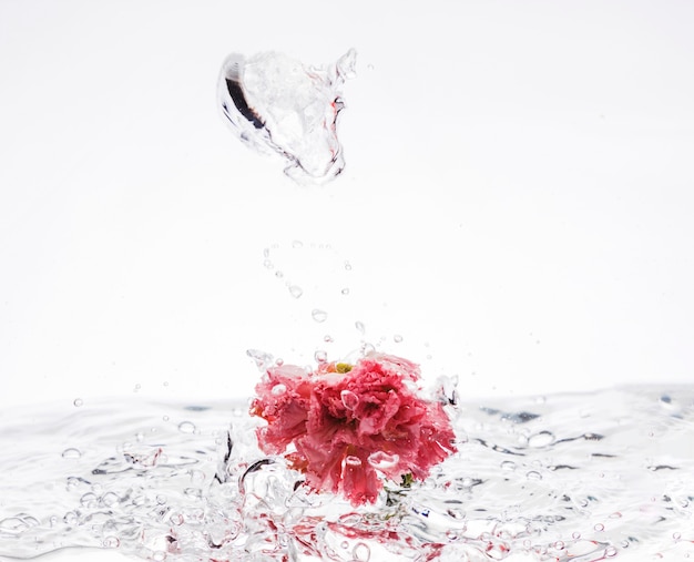 Pink carnation falling into water