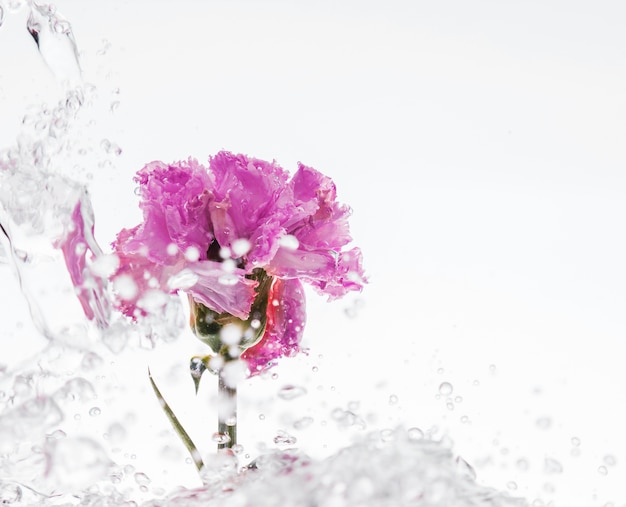 Free photo pink carnation falling into water