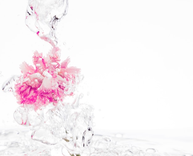 Foto gratuita garofano rosa che cade nell'acqua