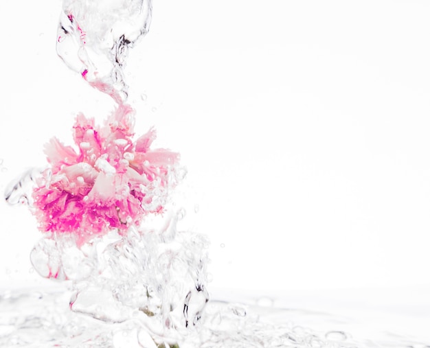 Free photo pink carnation falling into water