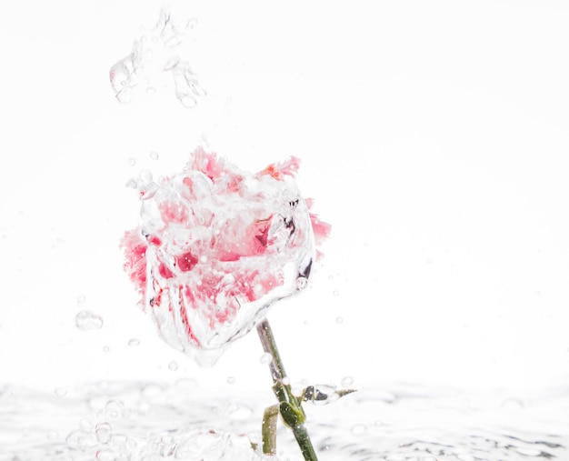 Розовая гвоздика падает в воду