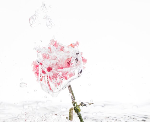 Pink carnation falling into water