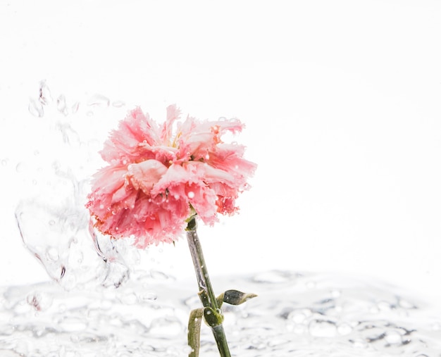 Pink carnation falling into water