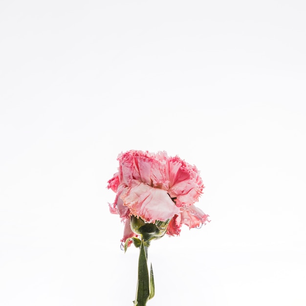 Pink carnation falling into water