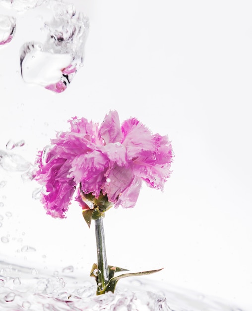 Free photo pink carnation falling into water