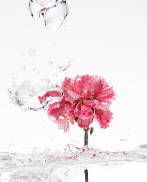 Free photo pink carnation falling into water