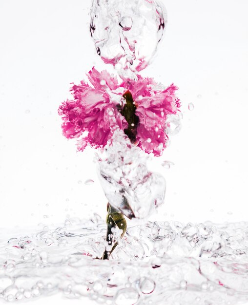 Розовая гвоздика падает в воду