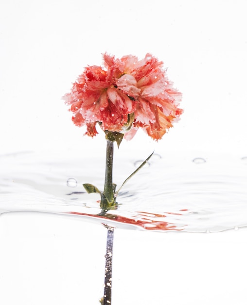 Free photo pink carnation falling into water