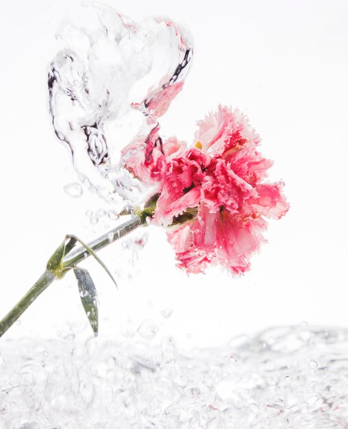 Pink carnation falling into water