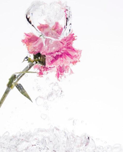 Pink carnation falling into water