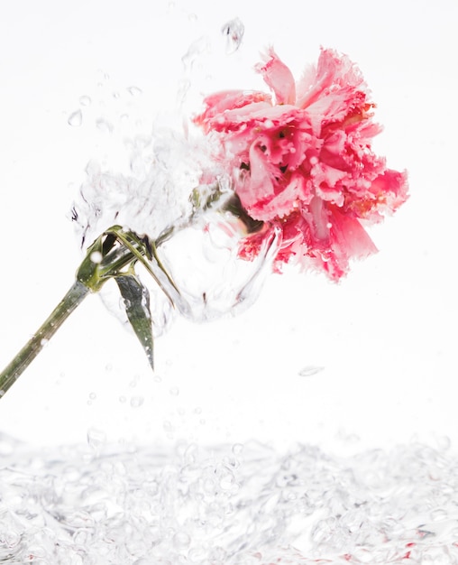 Pink carnation falling into water