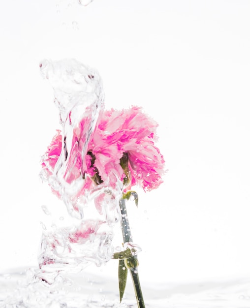 Pink carnation falling into water