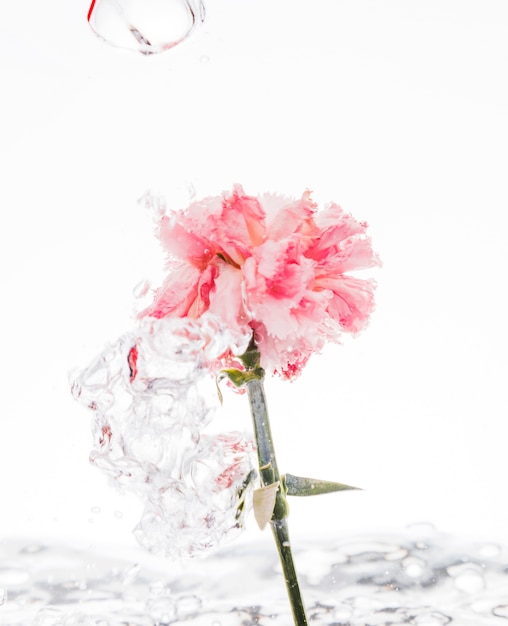 Pink carnation falling into water